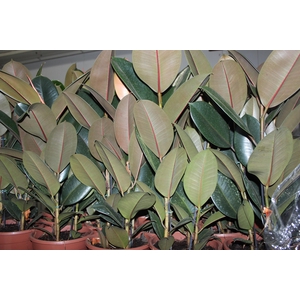 FICUS ELASTICA BURGUNDY P23 MIN 3 HT