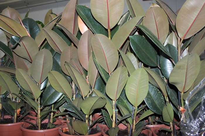 <h4>FICUS ELASTICA BURGUNDY P23 MIN 3 HT</h4>