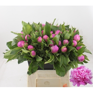 PAEO L MR JULES ELIE