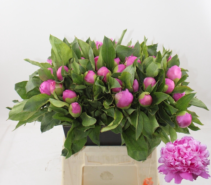 <h4>PAEO L MR JULES ELIE</h4>