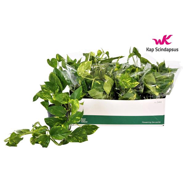<h4>Scindapsus (Epipremnum) Aureum GEEN HANGPOT 15cm</h4>