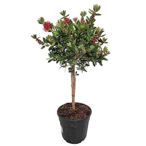 Callistemon Laevis Stem - 1091