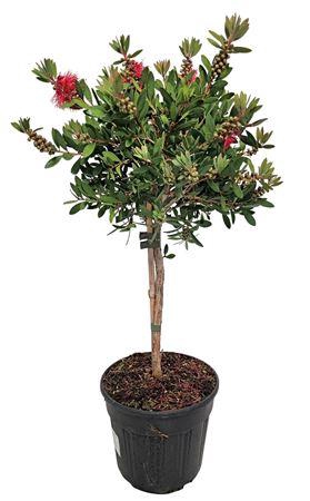 <h4>Callistemon Laevis Stem - 1091</h4>
