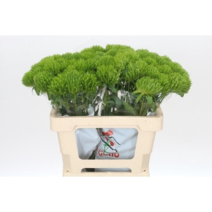 Dianthus Br Lady Ingreen