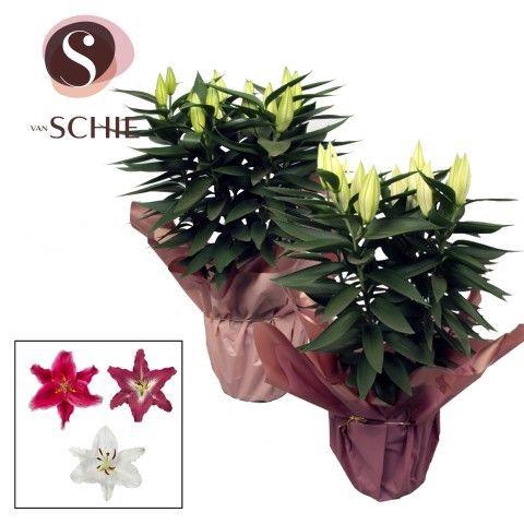 <h4>Oriental Mix p19 Rondella BLUSH</h4>