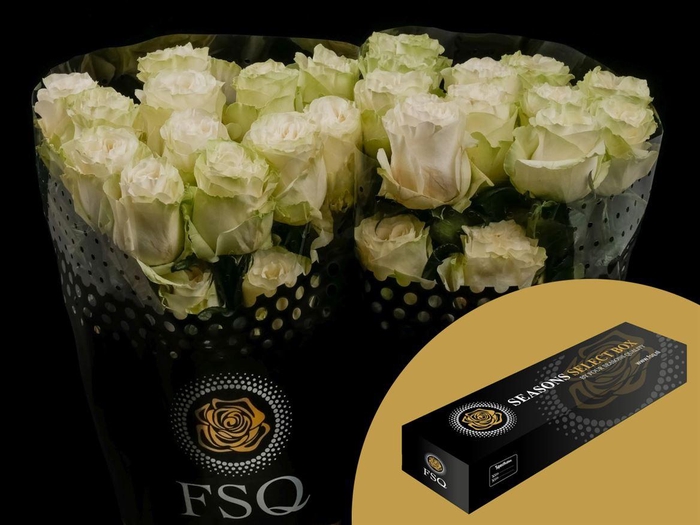 <h4>R GR Moonstone Box</h4>