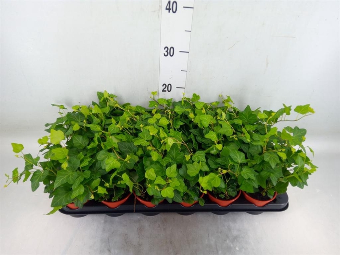 <h4>Hedera helix</h4>