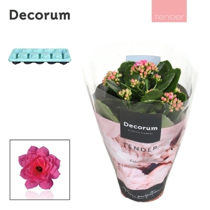 Kalanchoe Decorum TENDER- Serenity Pink