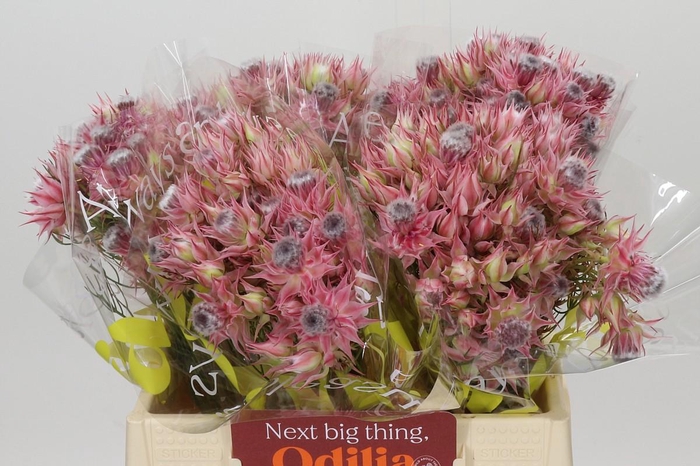 <h4>Blushing Bride Ayoba Shooting Star</h4>