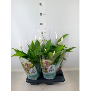 Spathiphyllum  'Pearl Cupido'