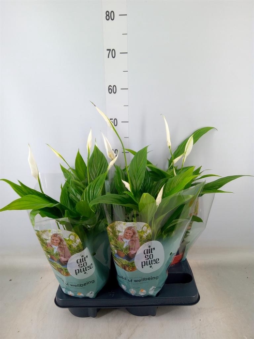 <h4>Spathiphyllum  'Pearl Cupido'</h4>