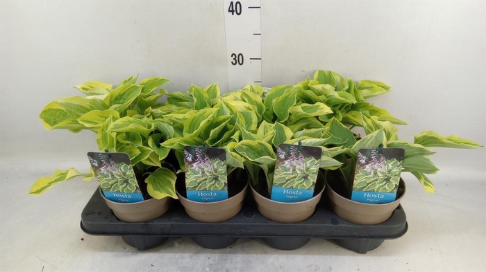 <h4>Hosta  'Pilgrim'</h4>