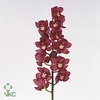 Cymbidium Red Dream 80 cm X2