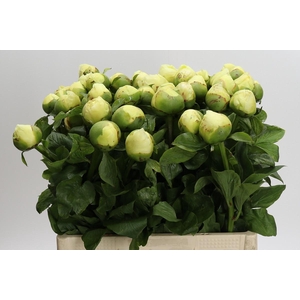 Paeonia Lemon Chiffon