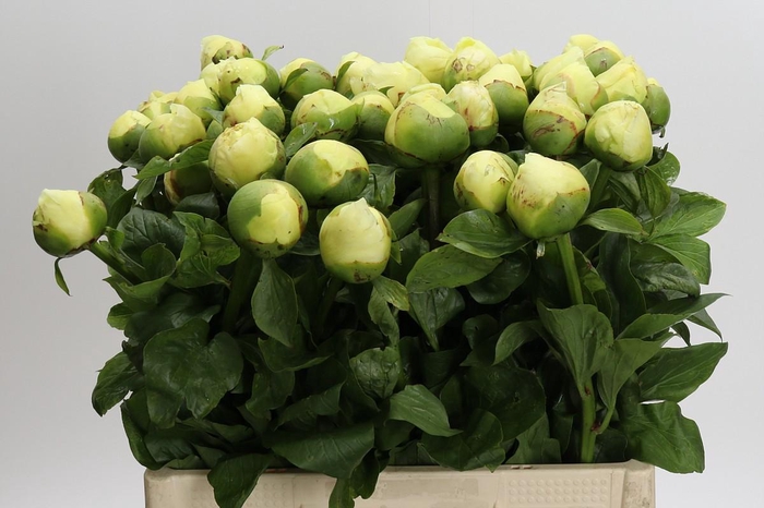 <h4>Paeonia Lemon Chiffon</h4>