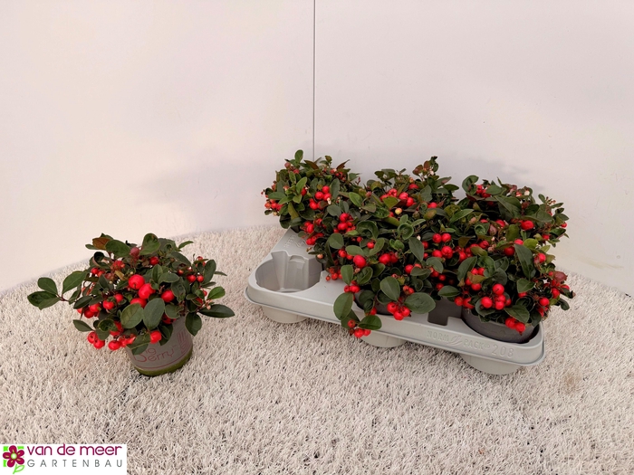 <h4>Gaultheria pro. Big Berry</h4>