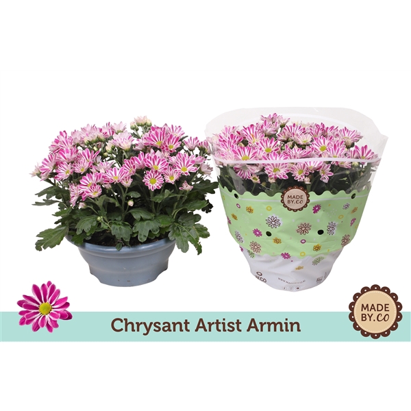 <h4>Chrysant Artist Armin</h4>