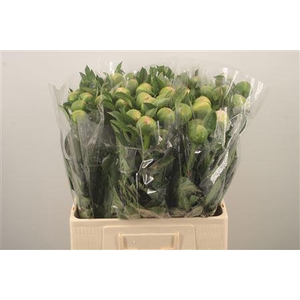 Paeo L Kingsday Extra