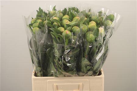 <h4>Paeo L Kingsday</h4>