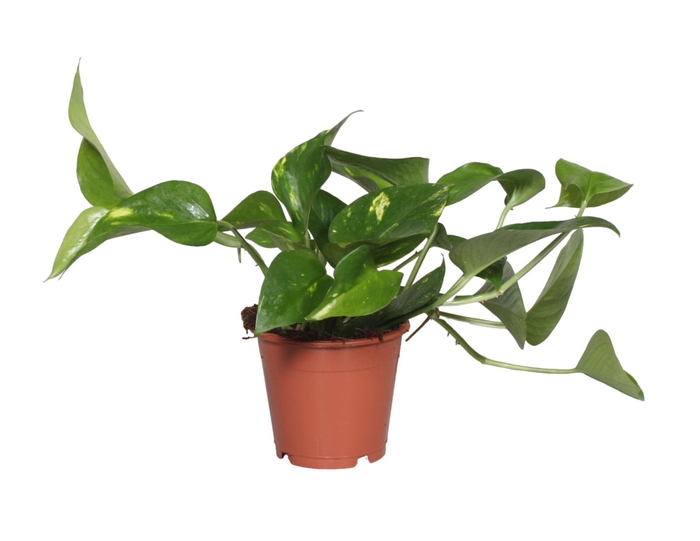 <h4>Epipremnum pinnatum Aureum</h4>