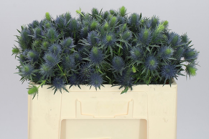 <h4>Eryngium Supernova</h4>