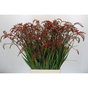Crocosmia Lucifer