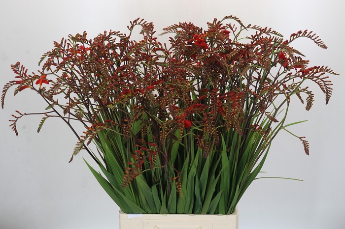 <h4>Crocosmia Lucifer</h4>