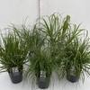 Grasses mix exclusive  P23 (5ltr)