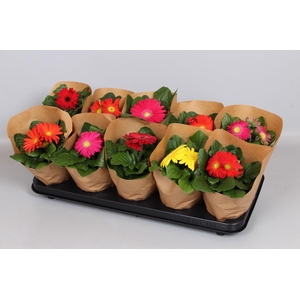 Gerbera Colourgame 20-22 KRAFT