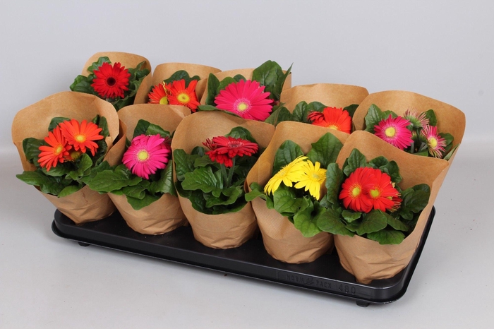 <h4>Gerbera Colourgame 20-22 KRAFT</h4>
