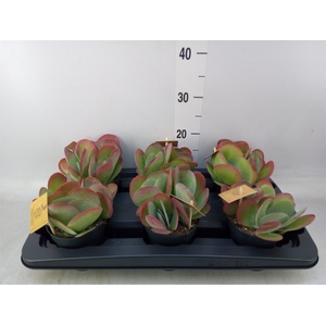 Kalanchoe NF thyrsiflora