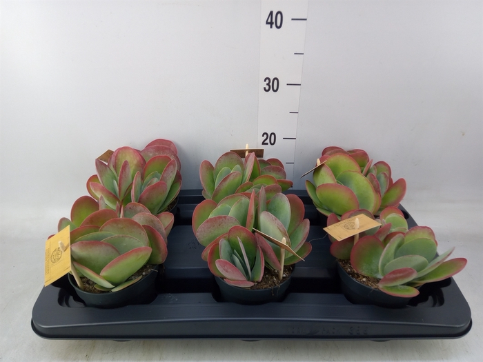 <h4>Kalanchoe NF thyrsiflora</h4>