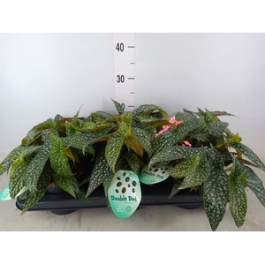 Begonia BD 'Double Dot'