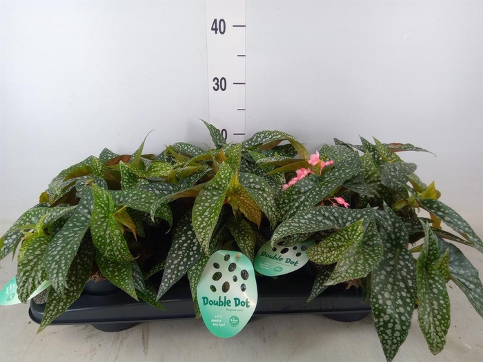 <h4>Begonia BD 'Double Dot'</h4>