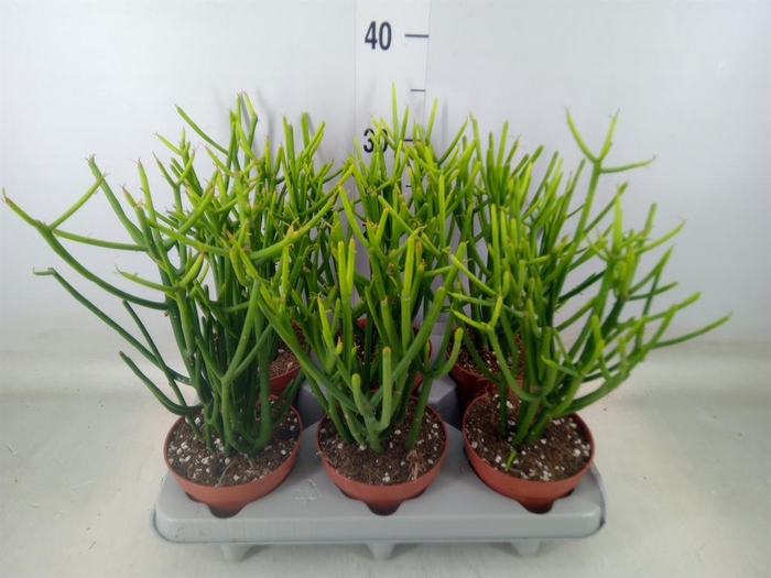 <h4>Euphorbia tirucalli</h4>