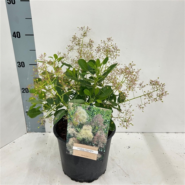<h4>Cotinus cog. 'Young Lady' PBR</h4>
