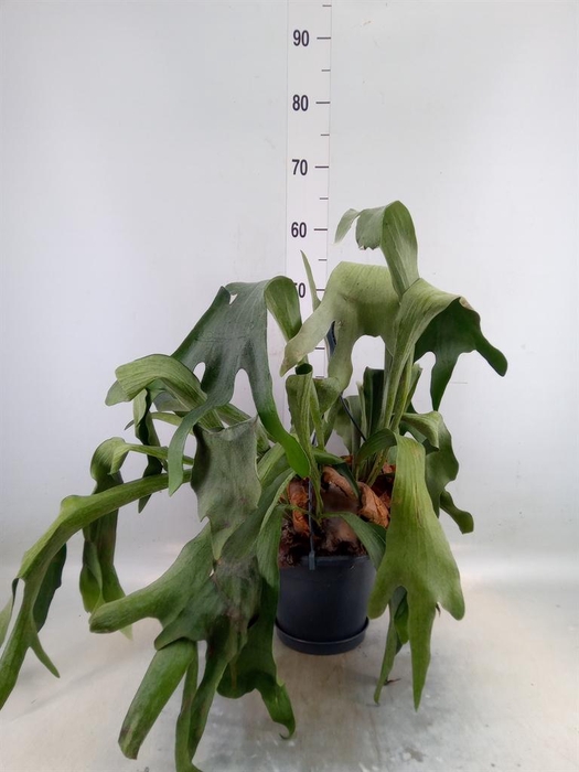 <h4>Radermachera sinica</h4>