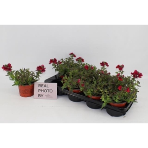 NEME SUNMESIA D RED