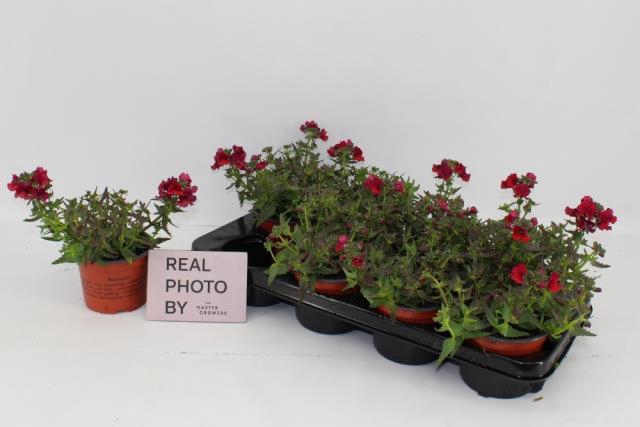 NEME SUNMESIA D RED