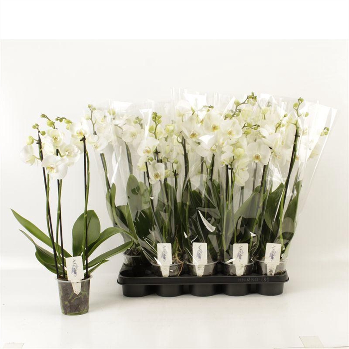 <h4>PHAL OV WIT</h4>