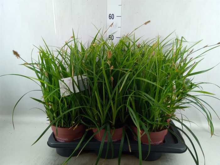 <h4>Carex morrowii</h4>
