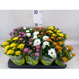 Chrysanthemum  'Swifty'  ...mix