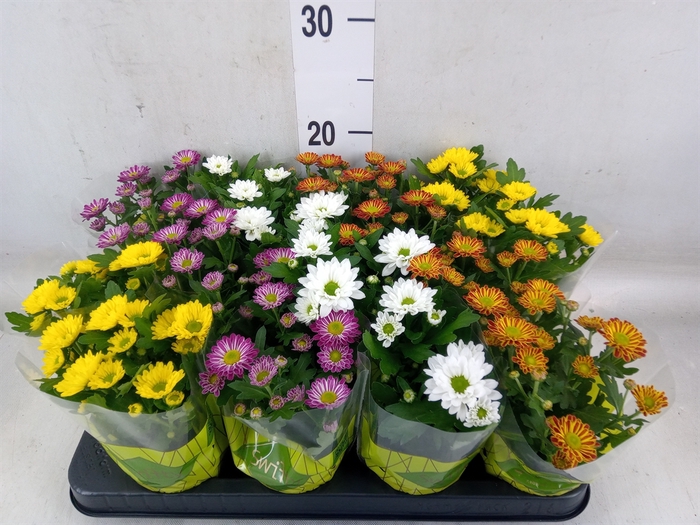 <h4>Chrysanthemum  'Swifty'  ...mix</h4>