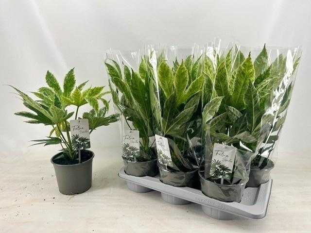 <h4>FATSIA VARIEGATA</h4>