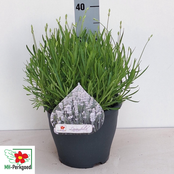 <h4>LAVAN AN AROMA WHITE</h4>