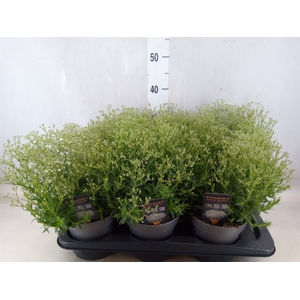 Gypsophila panic. 'Summer Sparkles'