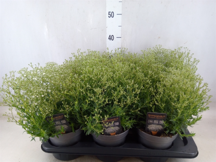 <h4>Gypsophila panic. 'Summer Sparkles'</h4>