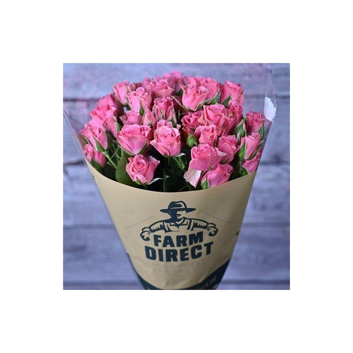 <h4>R Tr Giselle</h4>