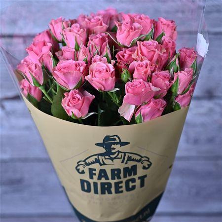 <h4>R Tr Giselle</h4>