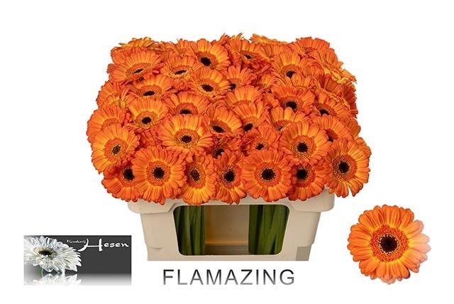 <h4>GE MI FLAMAZING</h4>